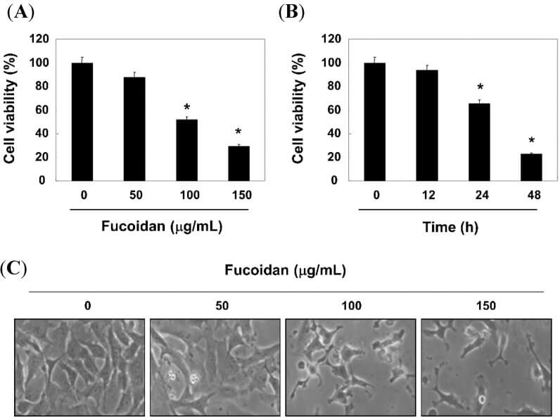Fucoidan ức chế sự phát triển của tế bào T24