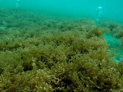 Fucoidan – hoạt chất chống ung thư có nguồn gốc từ tảo nâu