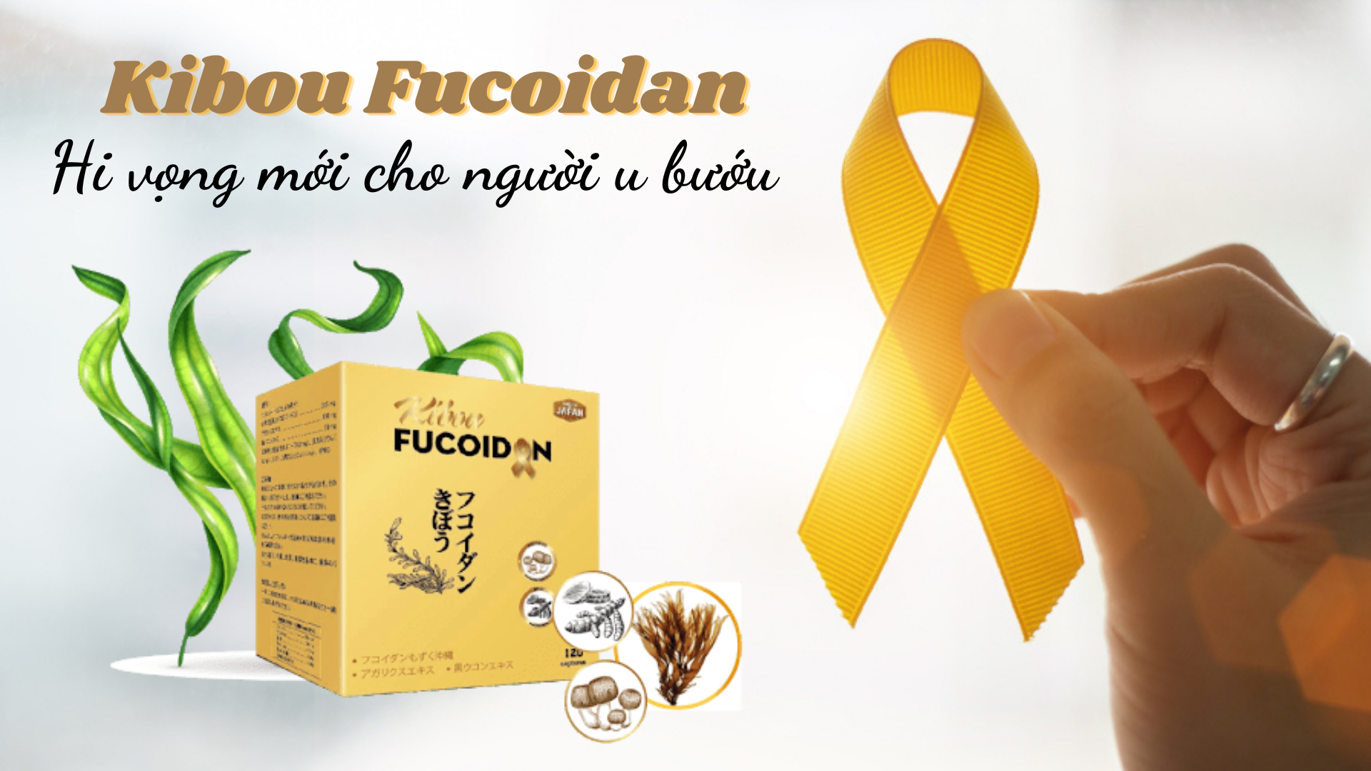 Kibou Fucoidan - Fucoidan vàng chuyên biệt trong hỗ trợ điều trị u bướu
