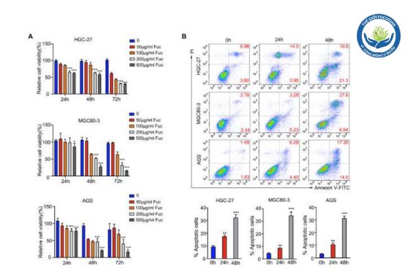 Biểu đồ theo dõi yếu tố cytokine cho thấy sự tiết ra yếu tố tăng trưởng chuyển đổi beta 1 (TGF-β1) ở các tế bào K dạ dày đã giảm khi được điều trị bằng Fucoidan. 