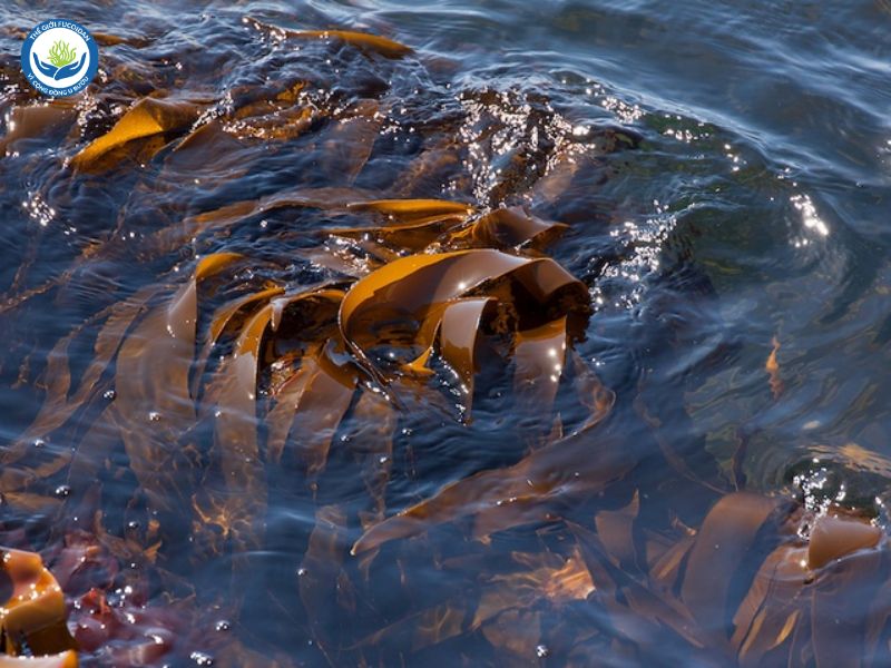 Fucoidan chiết xuất từ tảo nâu