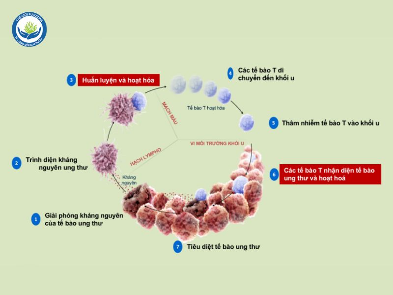 Minh họa cơ chế hoạt động