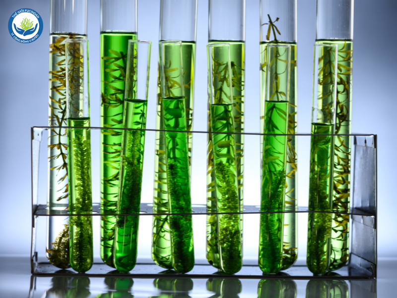 Fucoidan là hoạt chất có nhiều trong tảo biển như Mozuku