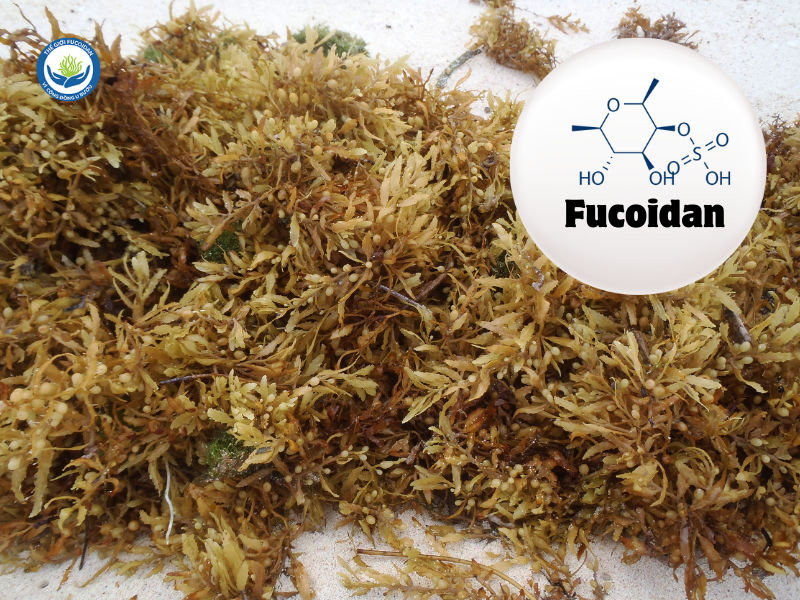 Fucoidan là hợp chất polysaccharide sulfat tự nhiên có nhiều trong tảo nâu (Mozuku, Mekabu, Kombu)