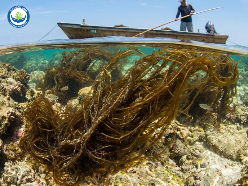 Fucoidan được chiết xuất từ Tảo Mozuku